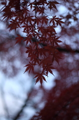 紅葉`10（高遠城址公園編）