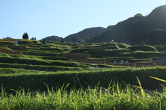 棚田歩けば（姨捨編）