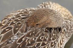 水辺の鳥たち