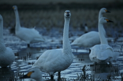 白鳥`11
