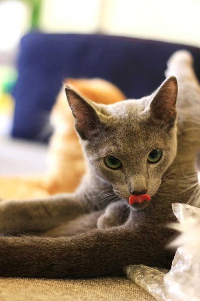 猫カフェ
