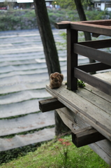 安曇野にゃんこ`10秋編