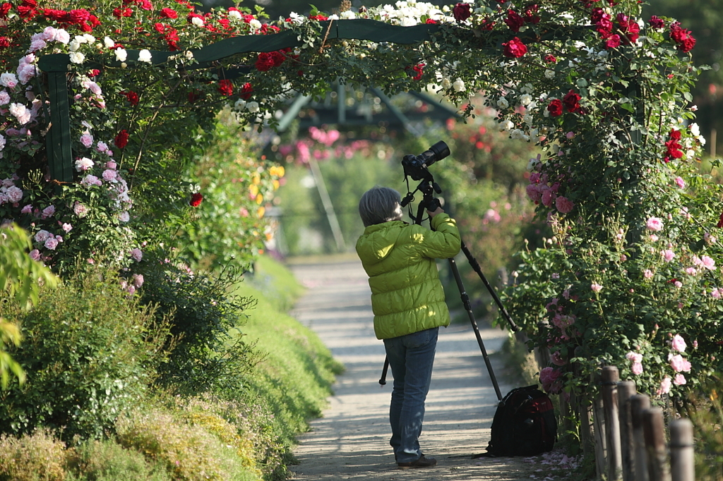 薔薇