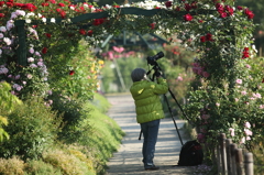 薔薇
