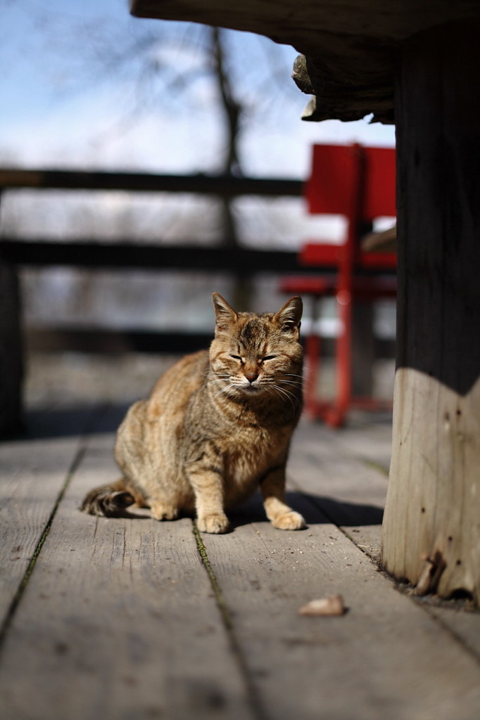 安曇野にゃんこ