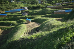 棚田歩けば（姨捨編）