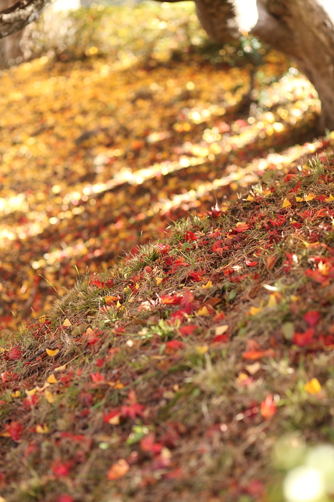 紅葉`10長福寺編