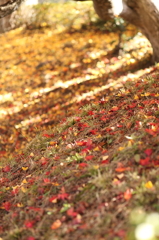 紅葉`10長福寺編