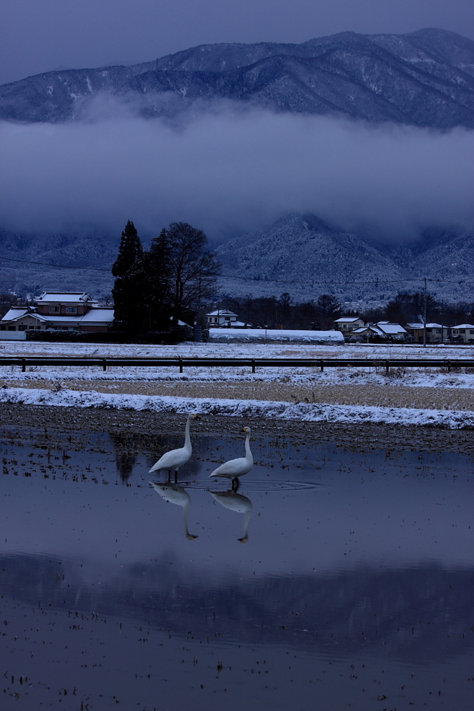 白鳥２０１０