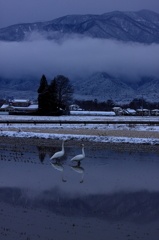 白鳥２０１０