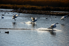 白鳥２０１０
