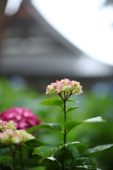 紫陽花寺