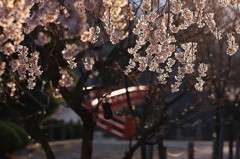 桜`10（朝の桜編）