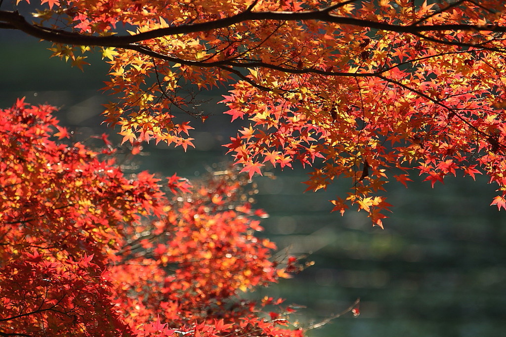 紅葉`10（わさび田編）