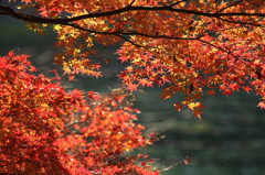 紅葉`10（わさび田編）