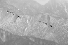 白鳥`11風の強い朝モノクロ編