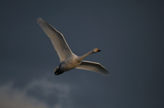 白鳥`11