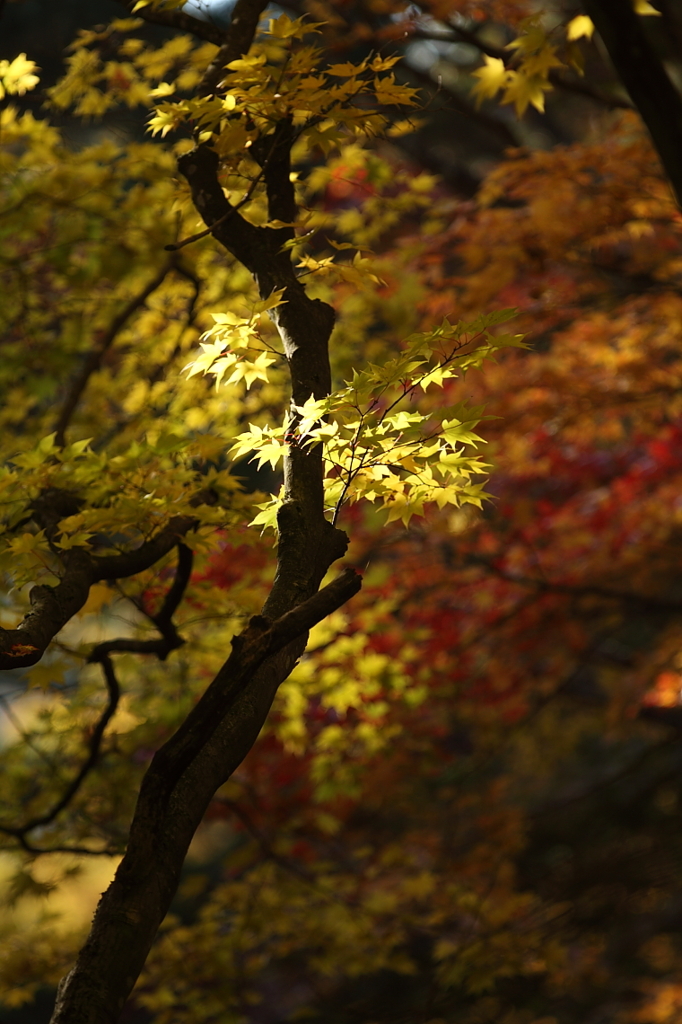 紅葉`10（霊松寺編）