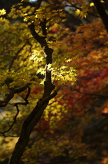 紅葉`10（霊松寺編）