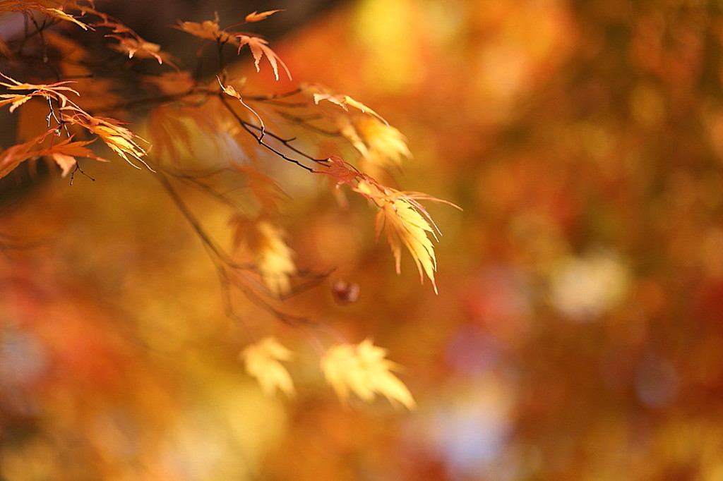 紅葉`10長福寺編