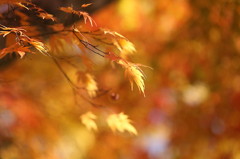 紅葉`10長福寺編