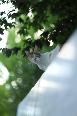 夏にゃん