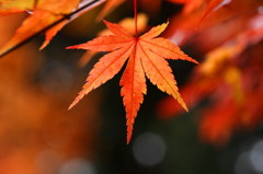 紅葉`10