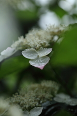紫陽花寺
