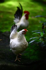 神社の鶏