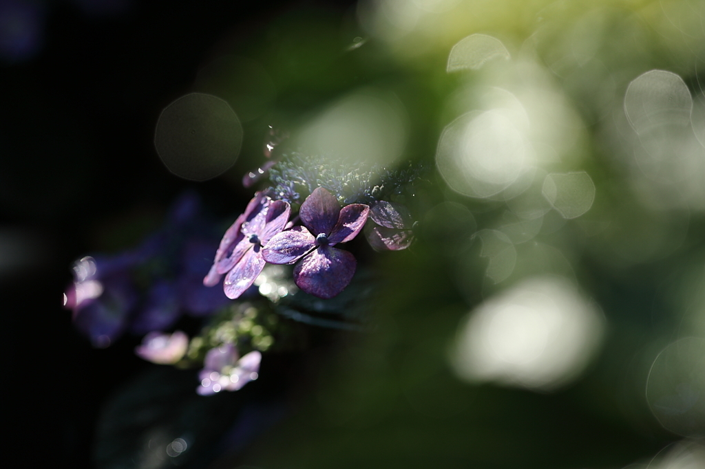 紫陽花寺