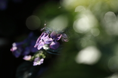 紫陽花寺