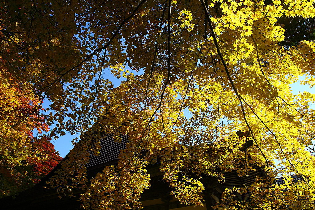 紅葉`10（霊松寺編）