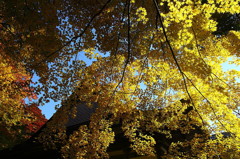紅葉`10（霊松寺編）