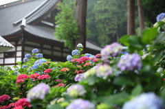 紫陽花寺