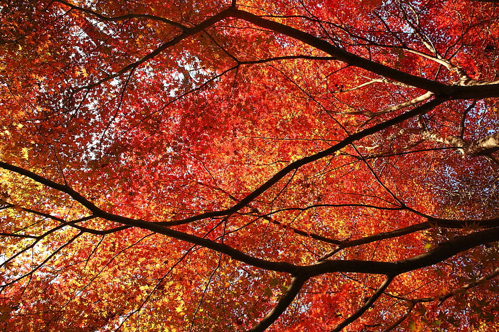 紅葉`10（わさび田編）
