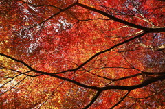 紅葉`10（わさび田編）