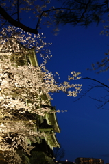 桜`10（松本城　夜桜編）