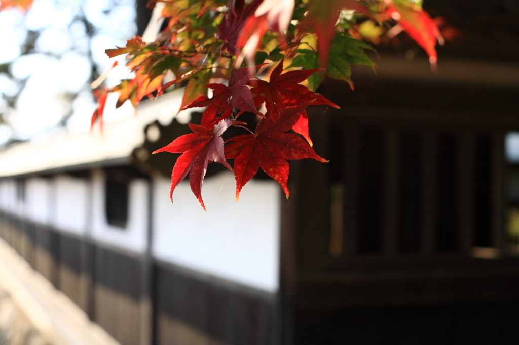紅葉０９