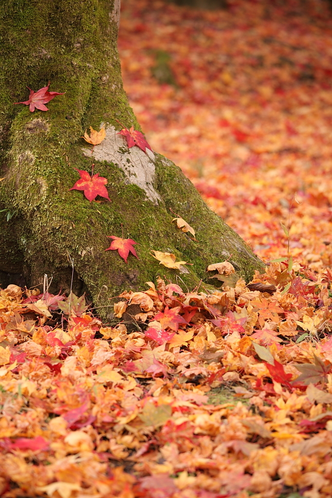 紅葉`10（高遠城址公園編）