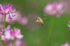レンゲと蜂