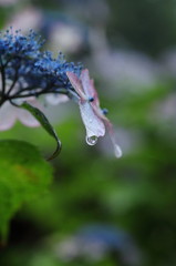 紫陽花寺