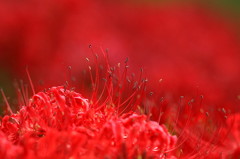 曼珠沙華の咲く道