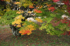 大峰高原の秋`10