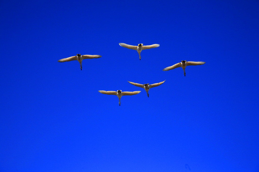 白鳥2010