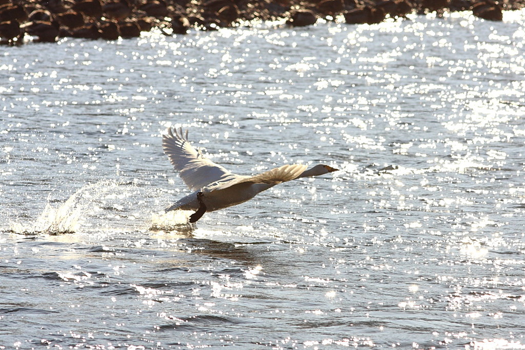 白鳥2010