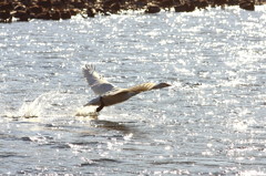 白鳥2010