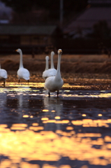 白鳥2010