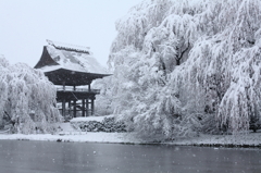 春雪枝垂れ桜