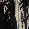 桜`10（朝の桜編）