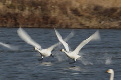 白鳥‘１１
